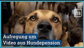 Misshandlungsvorwurf: Beschwerde gegen Hundepension | hessenschau