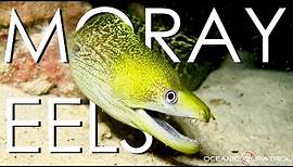Moray Eels in Hawaii | HD Ocean Documentary | Oceanic Patrol
