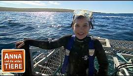 Mit dem Hai unter Wasser | Reportage für Kinder | Anna und die wilden Tiere