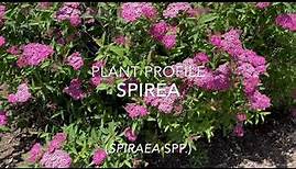 Spirea Plant Profile