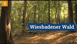 🌲 Wiesbadener Wald / Landeshauptstadt Wiesbaden
