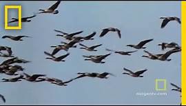 Geese Fly Together | National Geographic