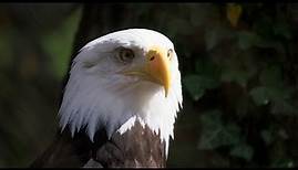 Bringing Bald Eagles Back: The Museum's Story