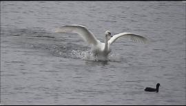 Swan, take off and landing. - Slow motion.