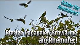 Köln: Riesige Papageien-Schwärme am Rheinufer auf Höhe Musical Dome