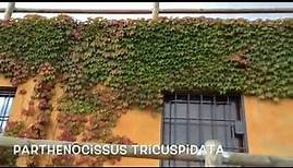 Parthenocissus tricuspidata veitchii. Garden Center online Costa Brava - Girona.