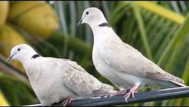 Dove Pictures and Sounds