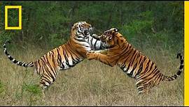 Steve Winter & Alan Rabinowitz: Tigers Forever | Nat Geo Live