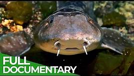 Wildlife Instincts: Whitespotted Bamboo Shark | Free Documentary Nature