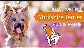 ► Yorkshire Terrier [2019] Rasse, Aussehen & Charakter