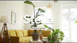 Strelitzia nicolai Wissen | Dinge, die du vor dem Kauf einer Paradiesvogelblume wissen solltest