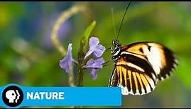 NATURE | Sex, Lies and Butterflies: Official Trailer | PBS