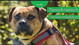 Tiervermittlung aus dem Tierheim Magdeburg | Tierisch tierisch | MDR