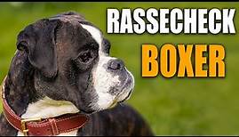 Deutscher Boxer Rassecheck - Rasseportrait, Rassebeschreibung, Informationen zur Hunderasse Boxer
