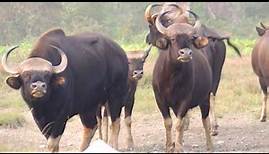 A herd of Gaur (Indian Bison) at Salt Pit | Bos Gaurus | Dooars | India