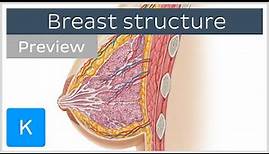 Structure and anatomy of the female breast (preview) - Human Anatomy | Kenhub