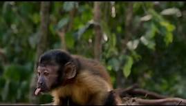 Schulfilm-DVD: Amazonia - Abenteuer im Regenwald (DVD / Vorschau)