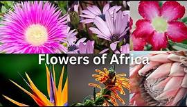 Vibrant Blooms: Discover the Beauty of African Flowers!