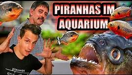 Piranhas im Aquarium Haltung und Pflege