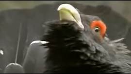 The Capercaillie Bird Defends its Territory | David Attenborough | BBC Studios