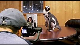 Behind the Scenes: A Real Penguin's "Internship" at Penguin Random House