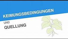 KEIMUNGSBEDINGUNGEN UND QUELLUNG | Biologie | Biologie der Pflanzen und Pilze (Mittelstufe)