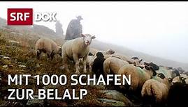 Die Schaftreiber vom Wallis | Kopf und Kragen für 1000 Schafe | Doku | SRF Dok