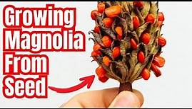 Master the Art of Growing Magnolia Trees from Seed: Complete Guide