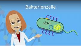 Bakterienzelle - Aufbau & Funktion einfach erklärt | Studyflix