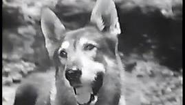 My Dog Buddy - complete movie starring London (from The Littlest Hobo)