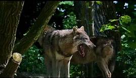 Wolf Howling Compilation: The Most Amazing and Beautiful Sounds of Nature!