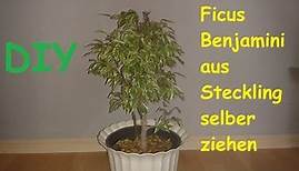 Ficus Benjamini ( Benjamina ) selber ziehen / Pflanze vermehren und züchten – DIY Anleitung