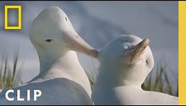 Albatross Love Story | Incredible Animal Journeys | National Geographic