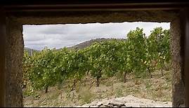 Ökologische Weine aus Spanien: ein wachsender Trend