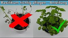 Mit diesen Tipps hält Basilikum ewig / Basilikum Pflanzen pflegen & ernten / Pflege überwintern