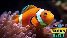 Clownfish - Amazing Life Cycle Of A Clownfish