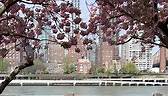 Frühlingsanfang in New York City bedeutet das überall die Kirschblüten 🌸 blühen. Ein Anblick den man einmal im Leben miterlebt haben muss. | Meine Stadt New York