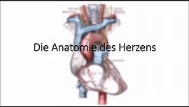 Herz Anatomie in 5 Minuten
