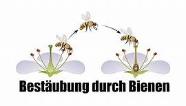 Bestäubung durch Bienen - Einfach für Kinder erklärt!