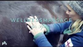 Wellnessmassage für Pferde | Wie kann ich selbst massieren | Wissen