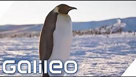 Pinguinforscher in der Antarktis | Galileo | ProSieben