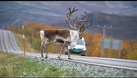 Caribou Migration Secrets In The Arctic Wilderness
