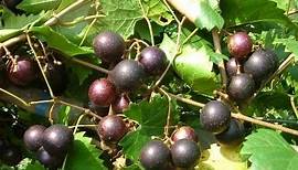 The Mighty Muscadine Grape