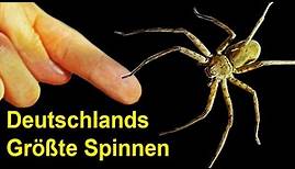 Wie groß können die Spinnen in Deutschland WIRKLICH werden?