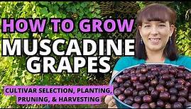 The BEST Muscadine Grape Grow Guide - How To Grow Muscadine Grapes At Home #grape #garden #fruit