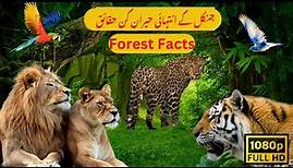 Jungle facts | Amazon Forest Adventures | Amazon Forest Wonders