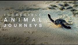 Incredible Animal Journeys | Official Trailer
