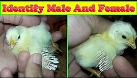 How to identify Male and Female chicks | Difference of Male and Female chicks | Chick Sexing |