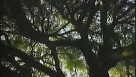"Only God Can Make A Tree" from Huell Howser "Trees 2001"