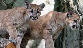 Houston Zoo unveils new UH mascot Shasta VII in cougar cub debut